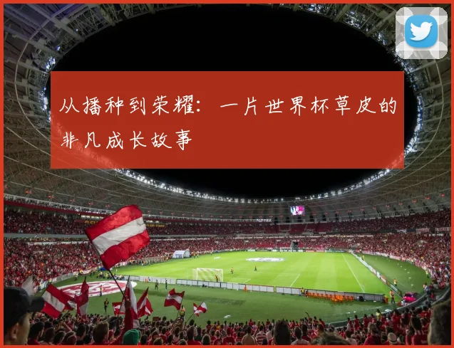 从播种到荣耀:一片世界杯草皮的非凡成长故事